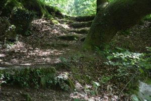 Waldboden mit Treppe